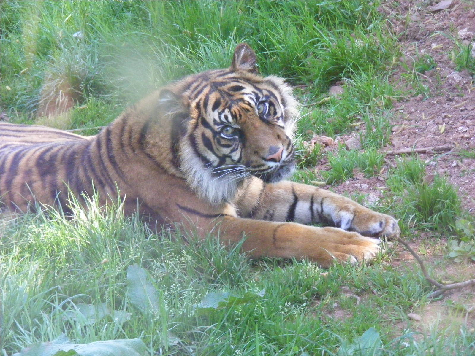 Sumatran tiger at South Lakes Wild Animal Park, 23 May 2010