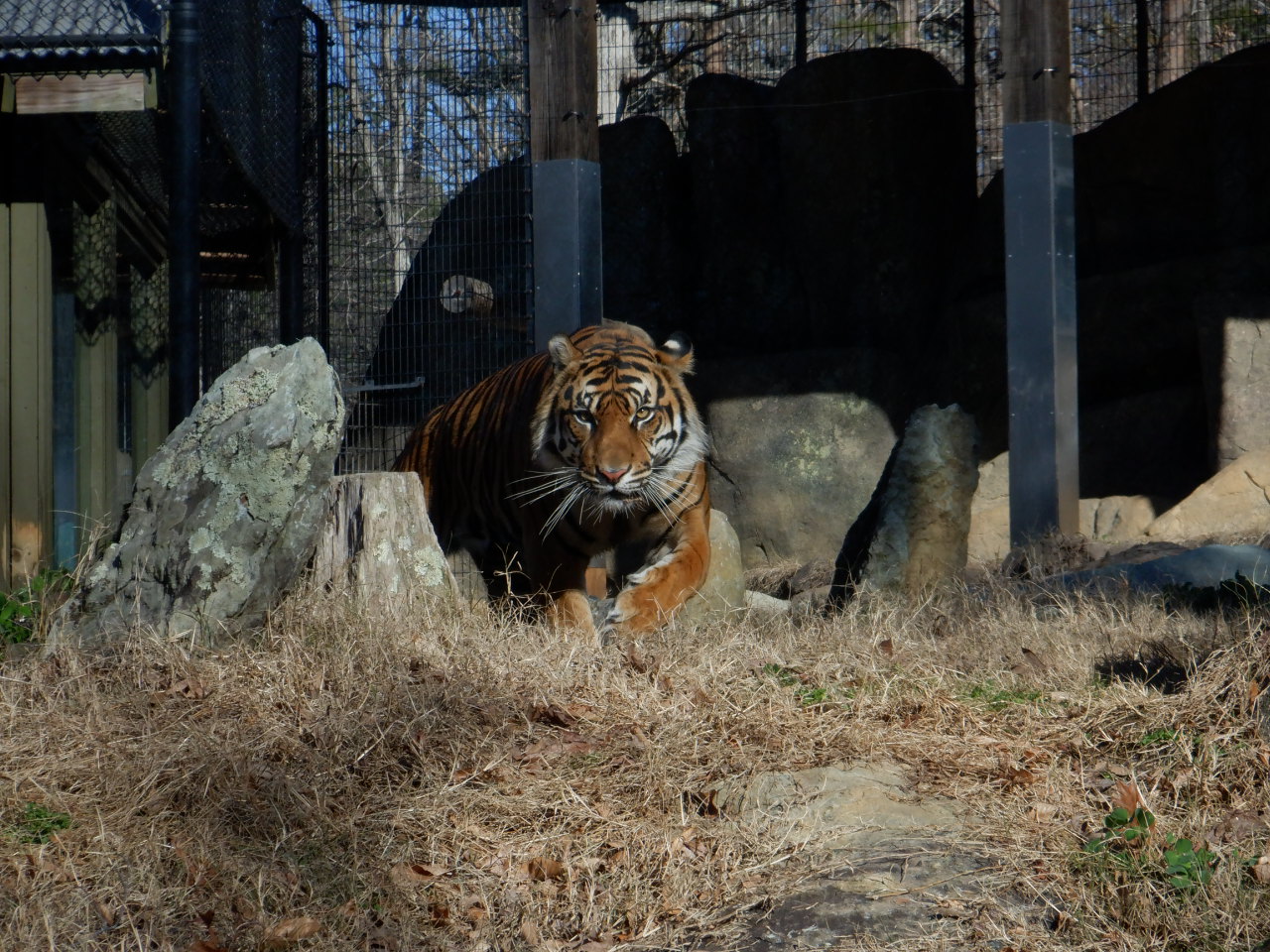 Sumatran Tiger at the Greensboro Science Center