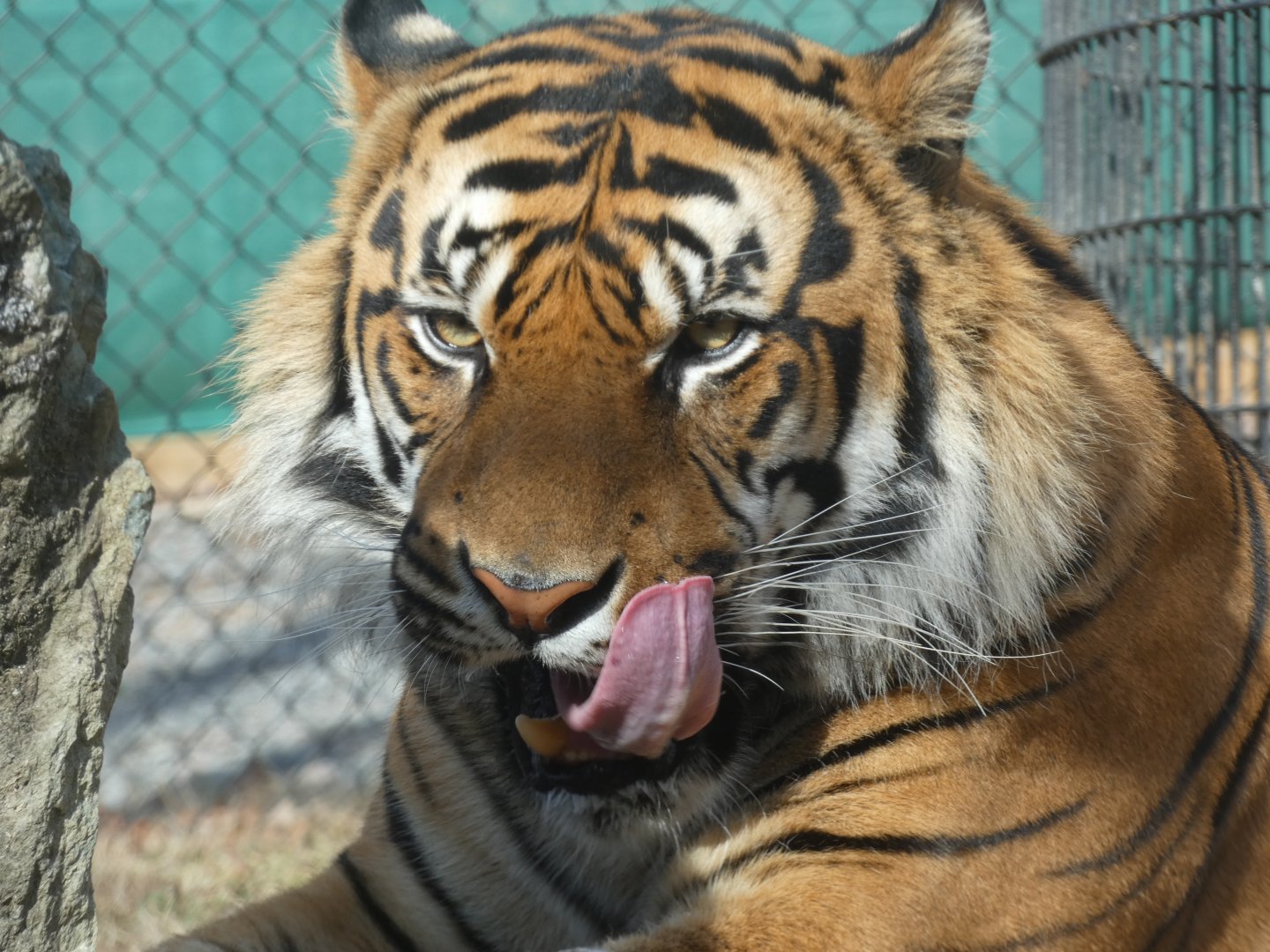 Sumatran Tiger at the Greensboro Science Center