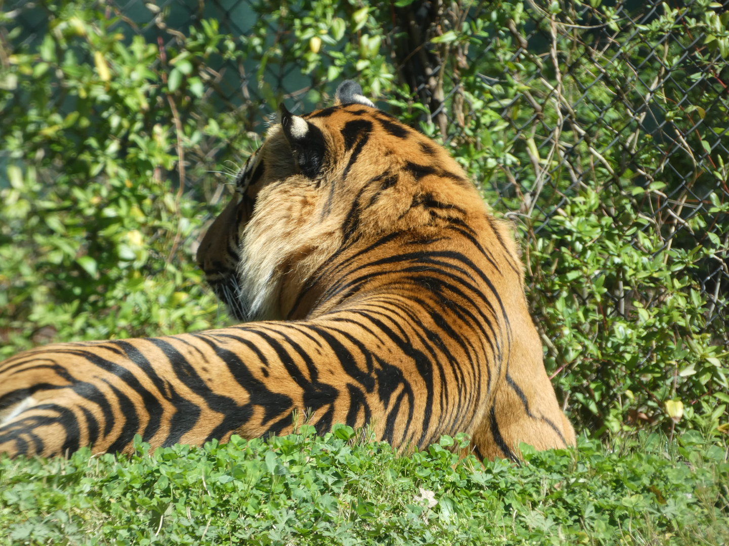Sumatran Tiger at the Greensboro Science Center