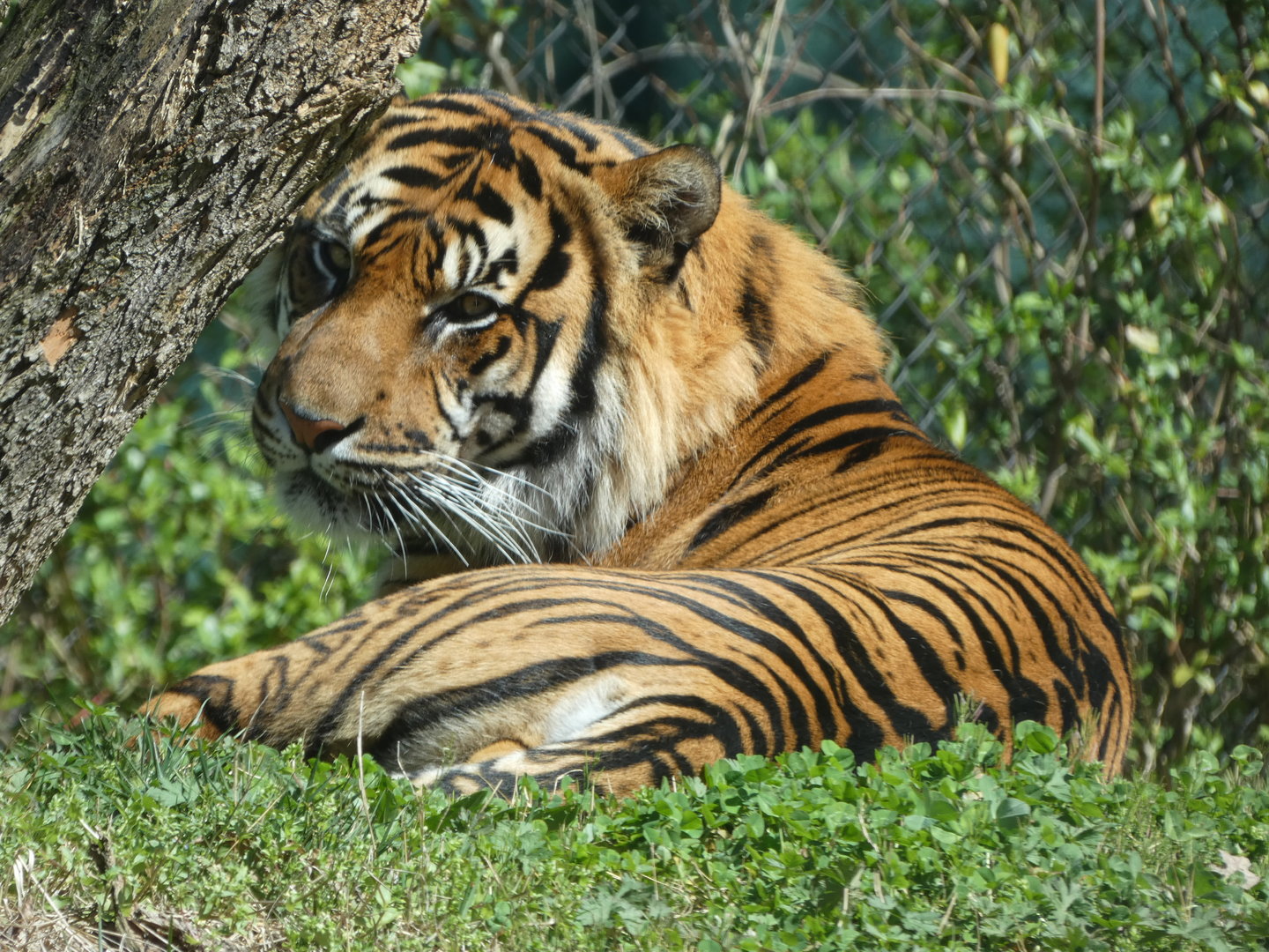 Sumatran Tiger at the Greensboro Science Center