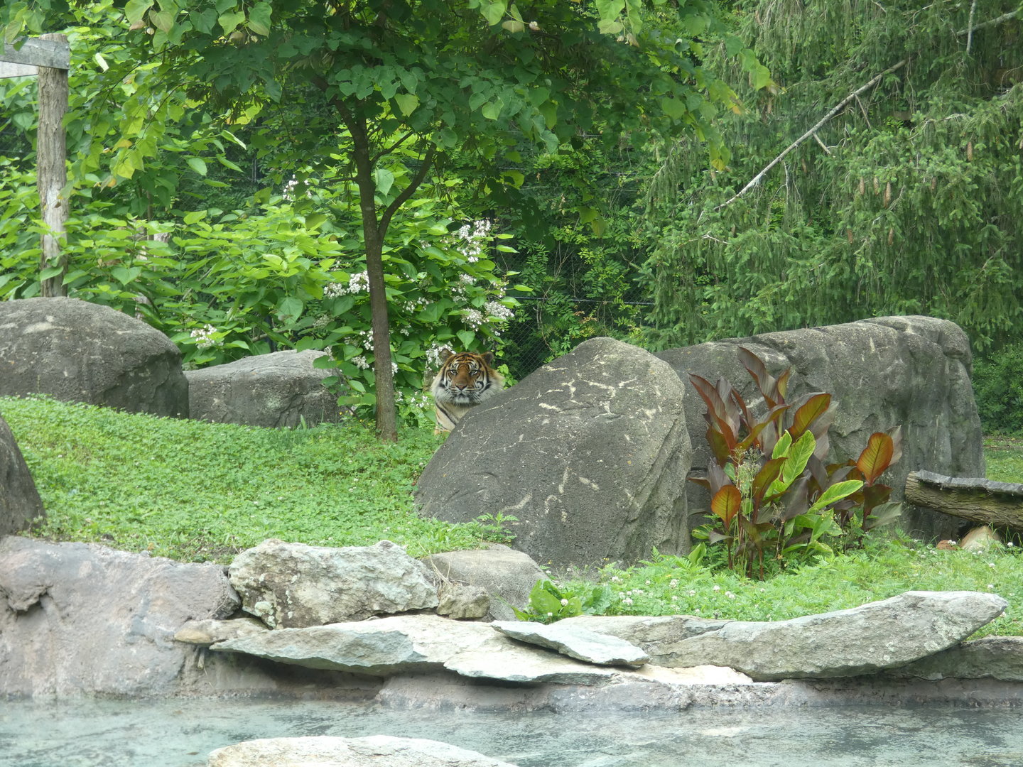 Sumatran Tiger at the Greensboro Science Center