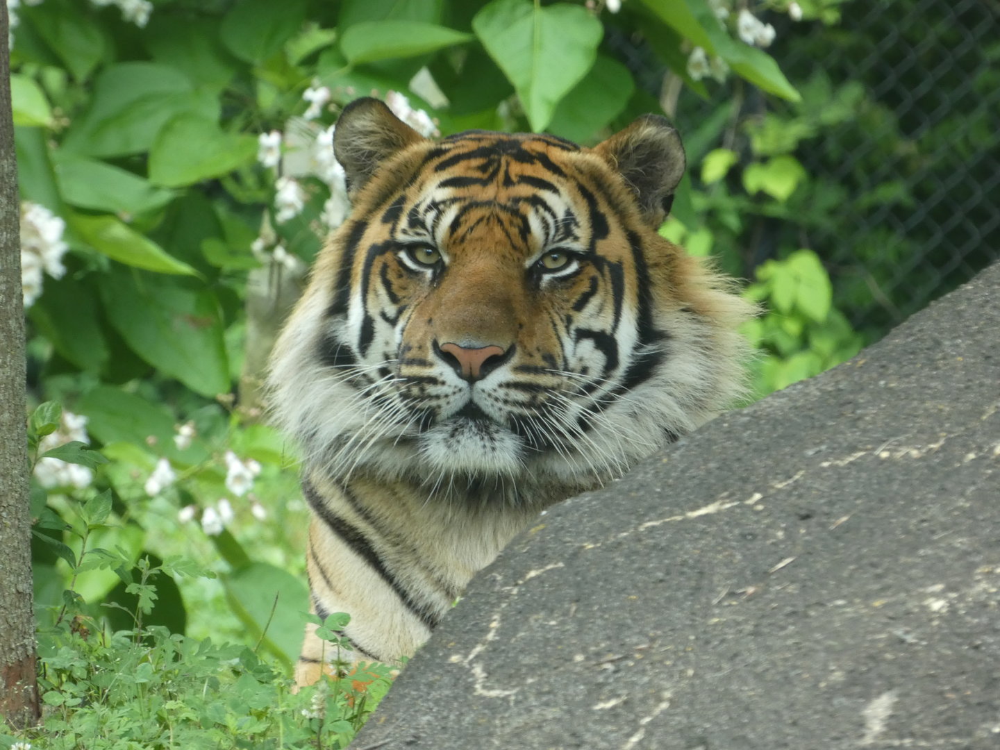 Sumatran Tiger at the Greensboro Science Center