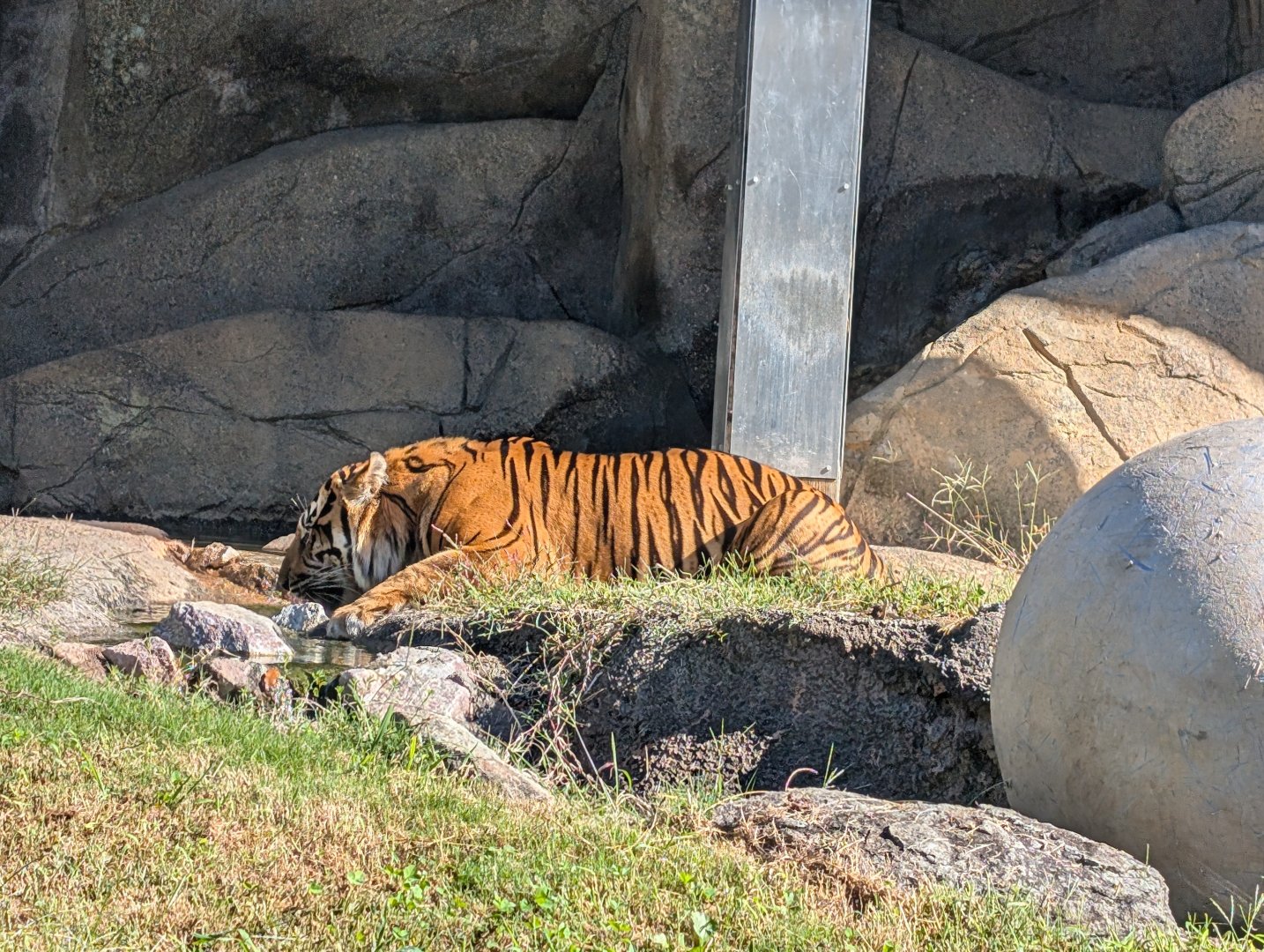 Sumatran Tiger at the Greensboro Science Center