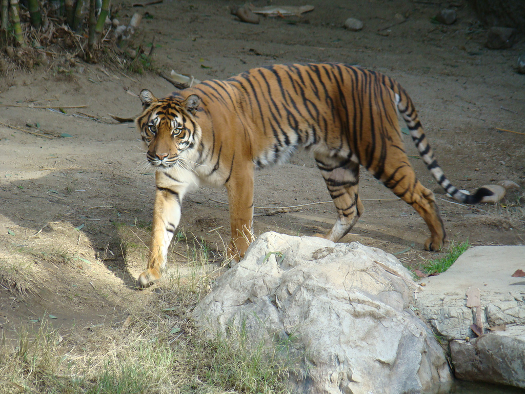 Sumatran Tiger at the Los Angeles Zoo
