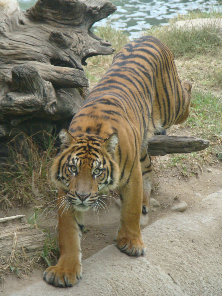 Sumatran Tiger at the Los Angeles Zoo