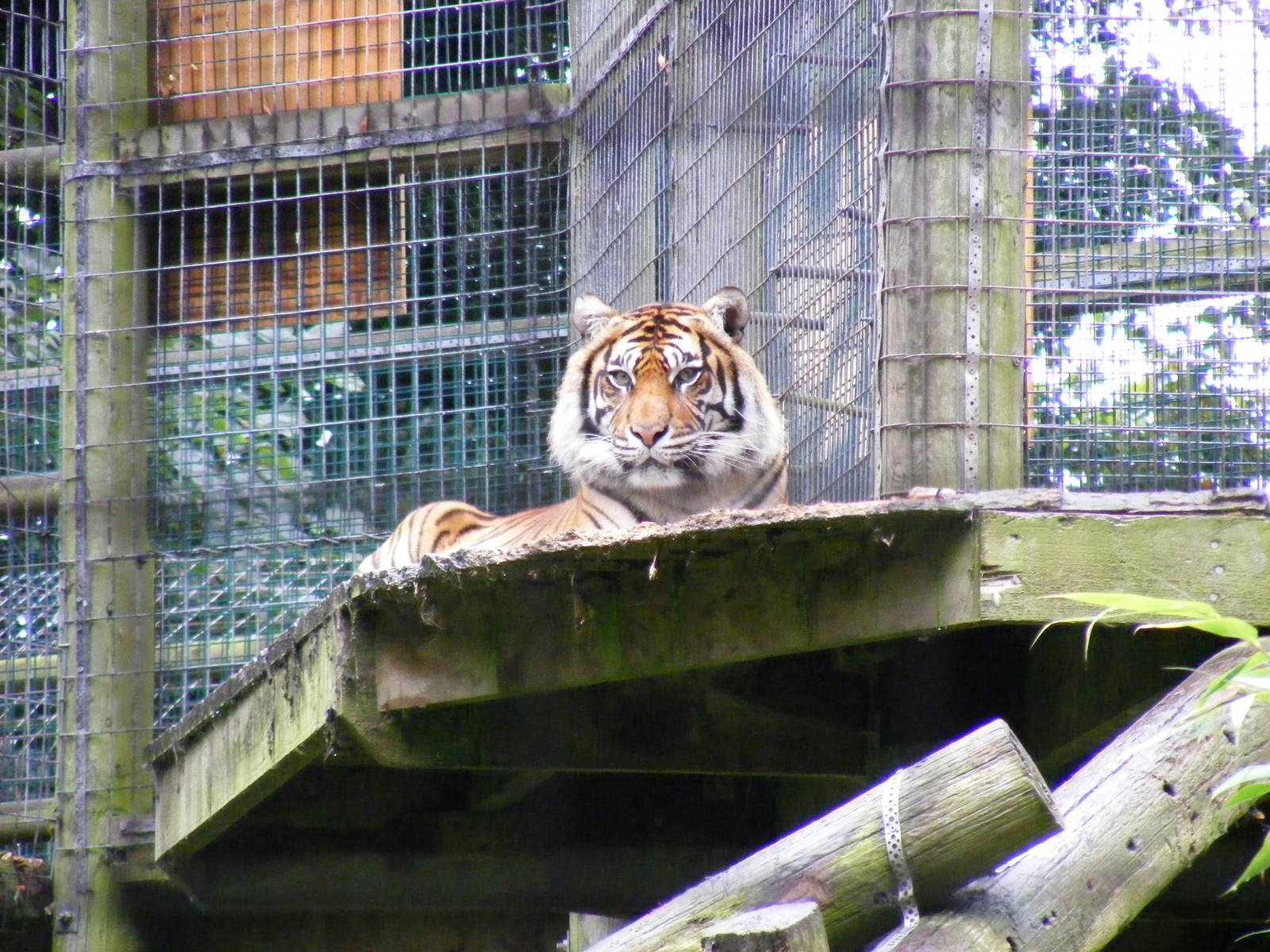 Sumatran tiger at Thrigby Hall, 14 September 2010