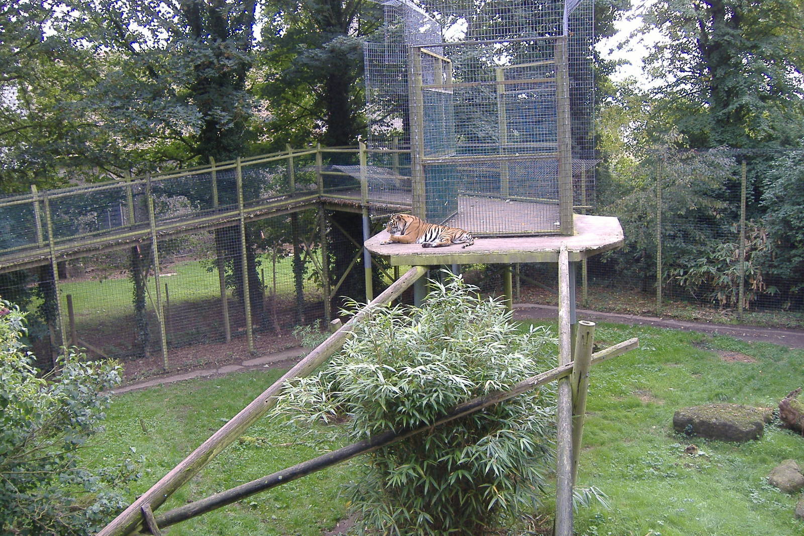 Sumatran Tiger at Thrigby Hall, 8 September 2008