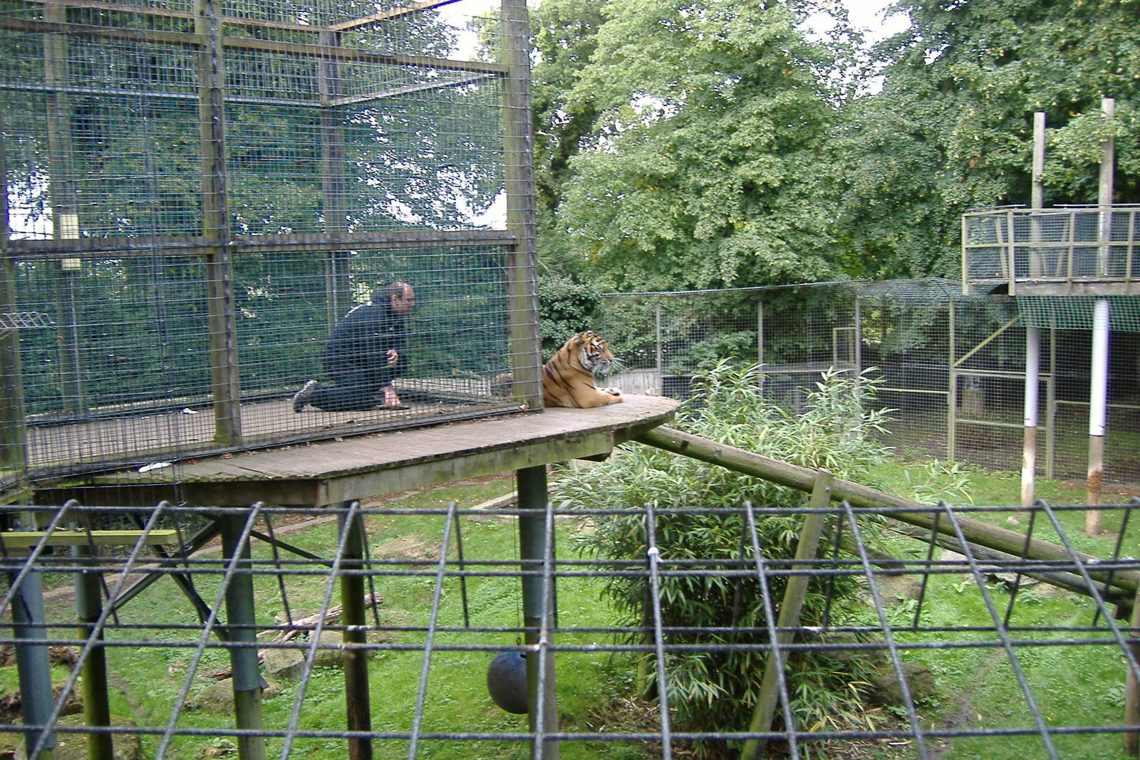 Sumatran Tiger at Thrigby Hall, 8 September 2008