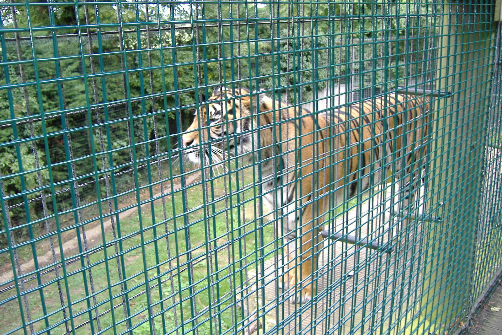 Sumatran Tiger at Thrigby Hall, 8 September 2008