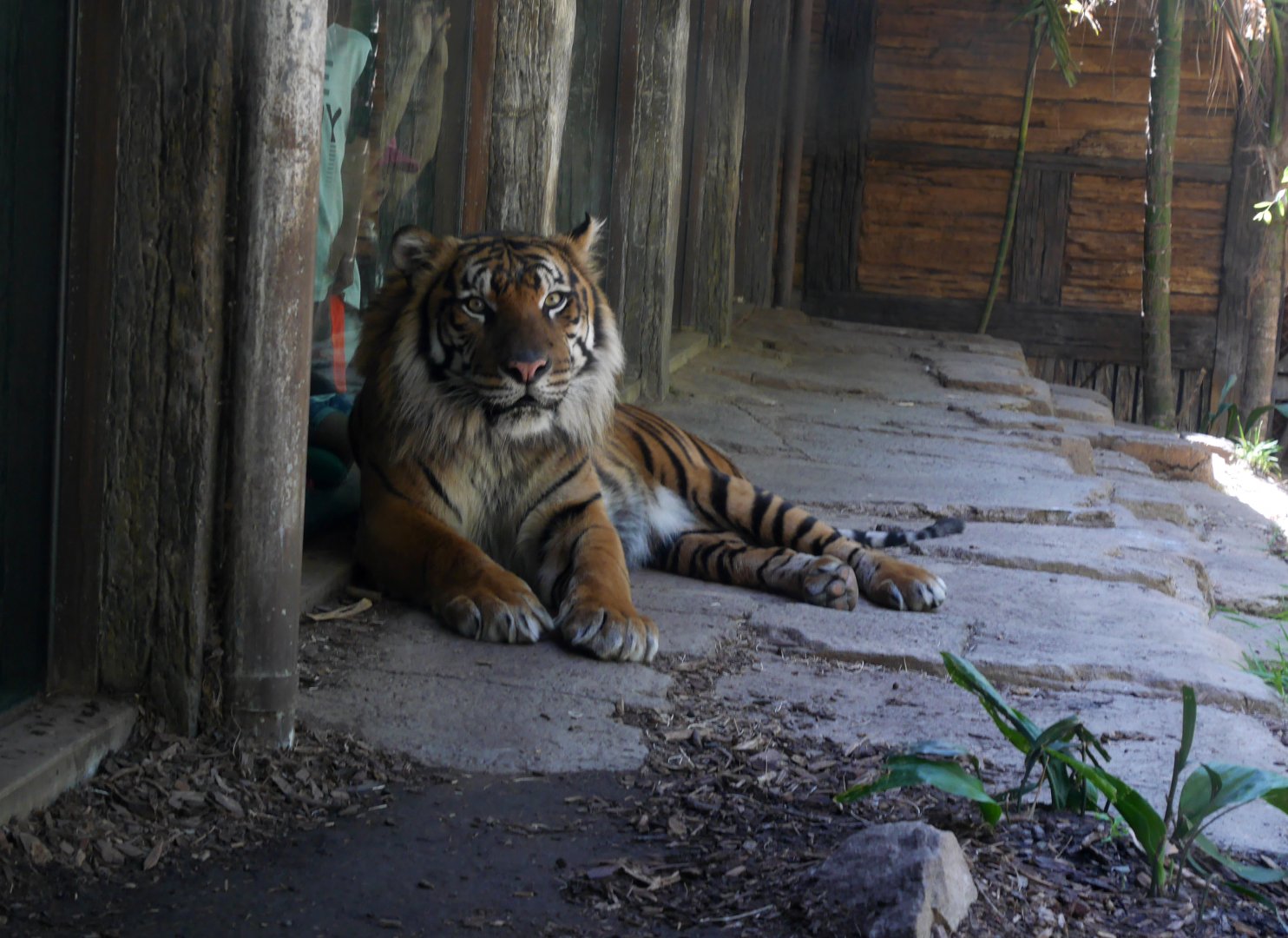Sumatran Tiger at Tiger Trail - My First Us Zoo Trip