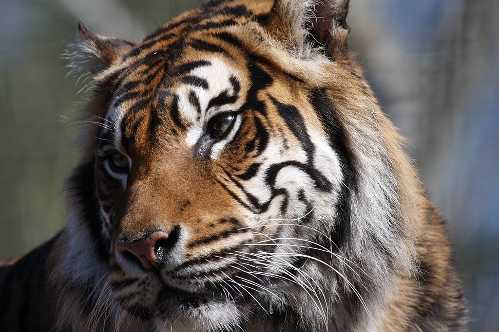 Sumatran Tiger at Welsh Mountain Zoo