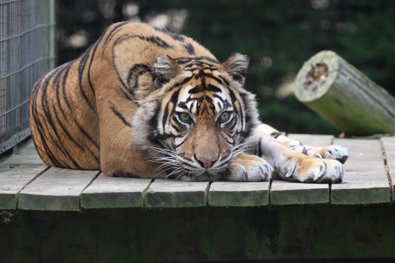 Sumatran Tiger, August 2020