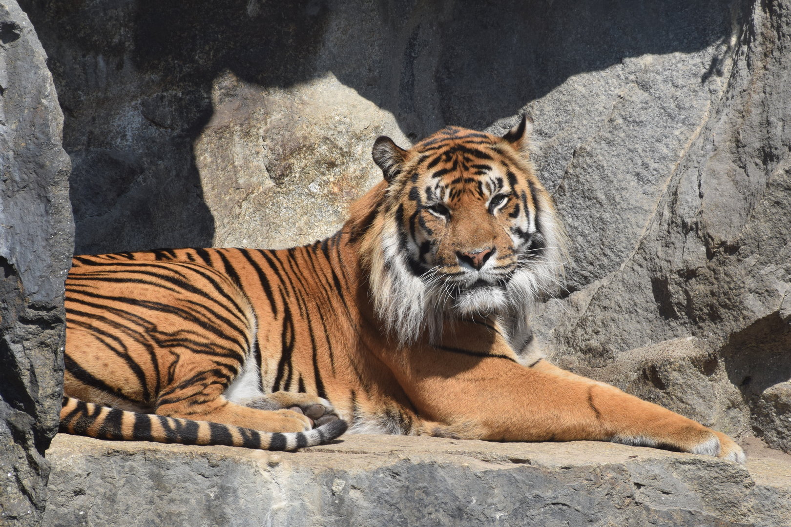 Sumatran tiger - August 2023
