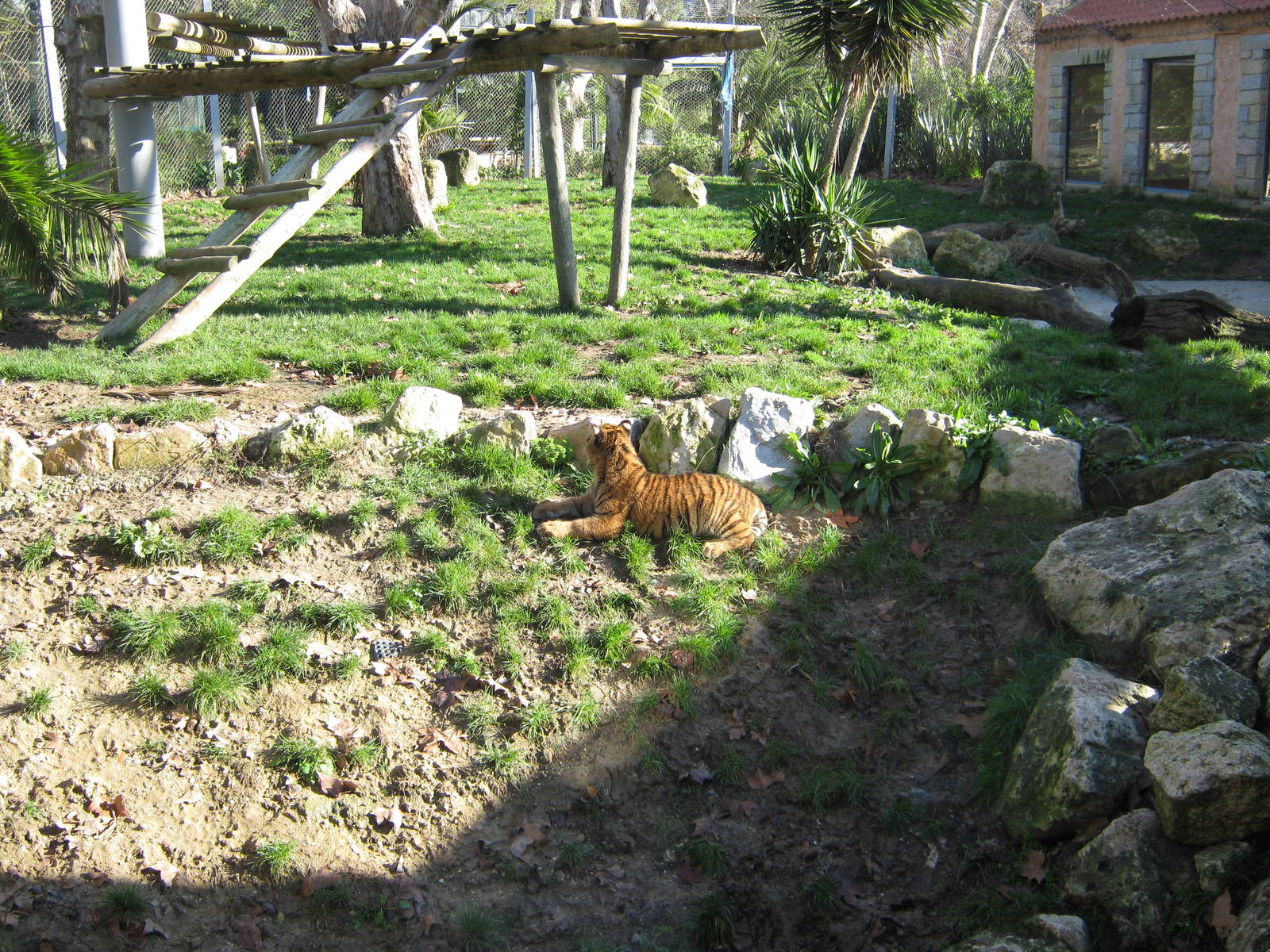 Sumatran Tiger (baby)