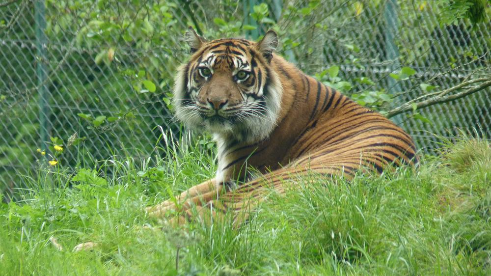 Sumatran tiger, Banda