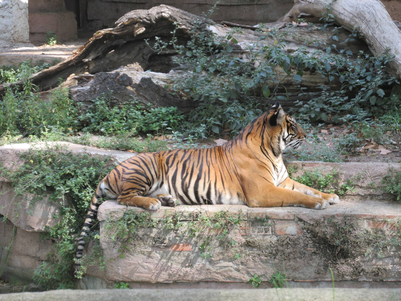 sumatran tiger barcelona zoo