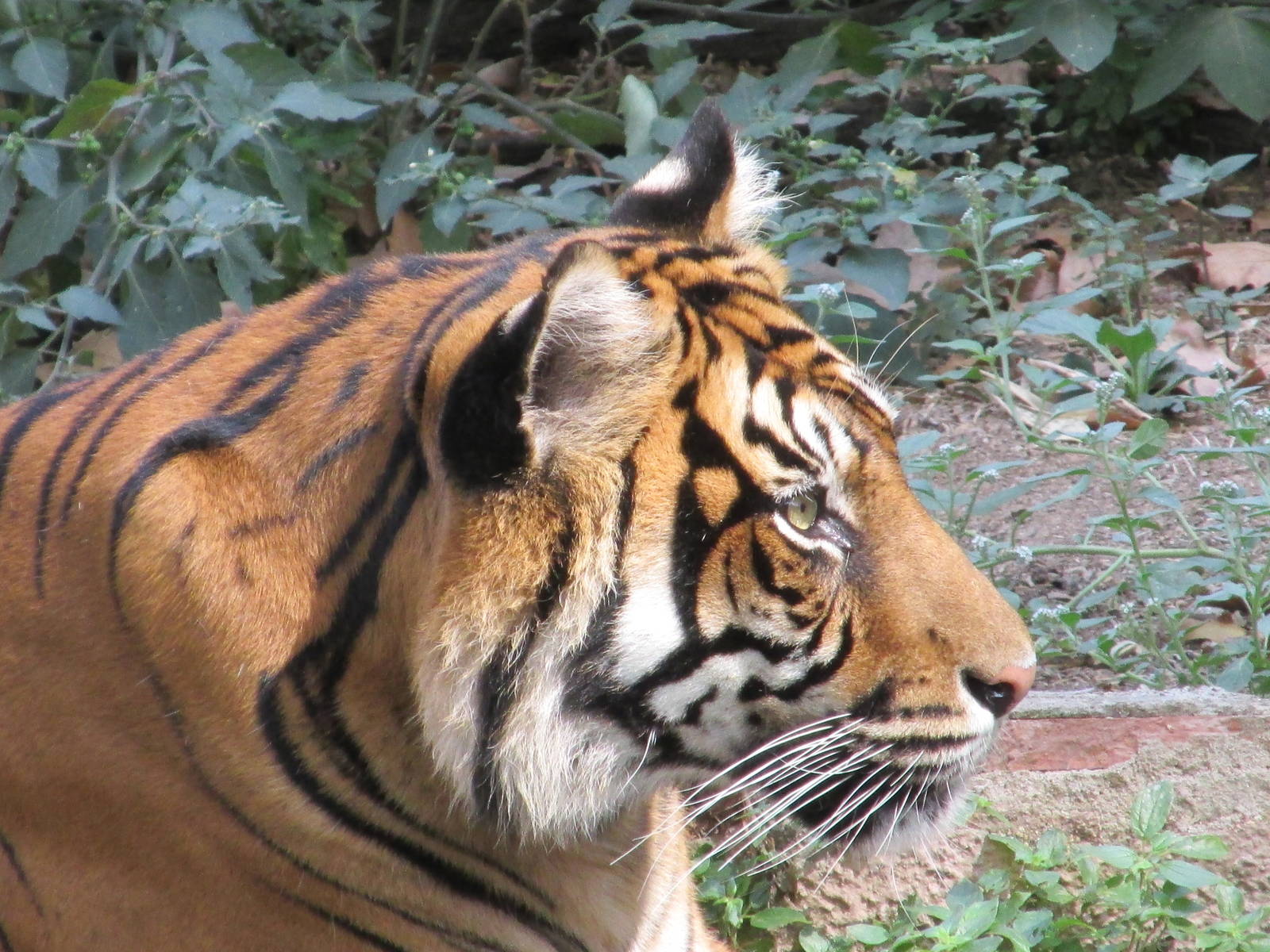 sumatran tiger barcelona zoo