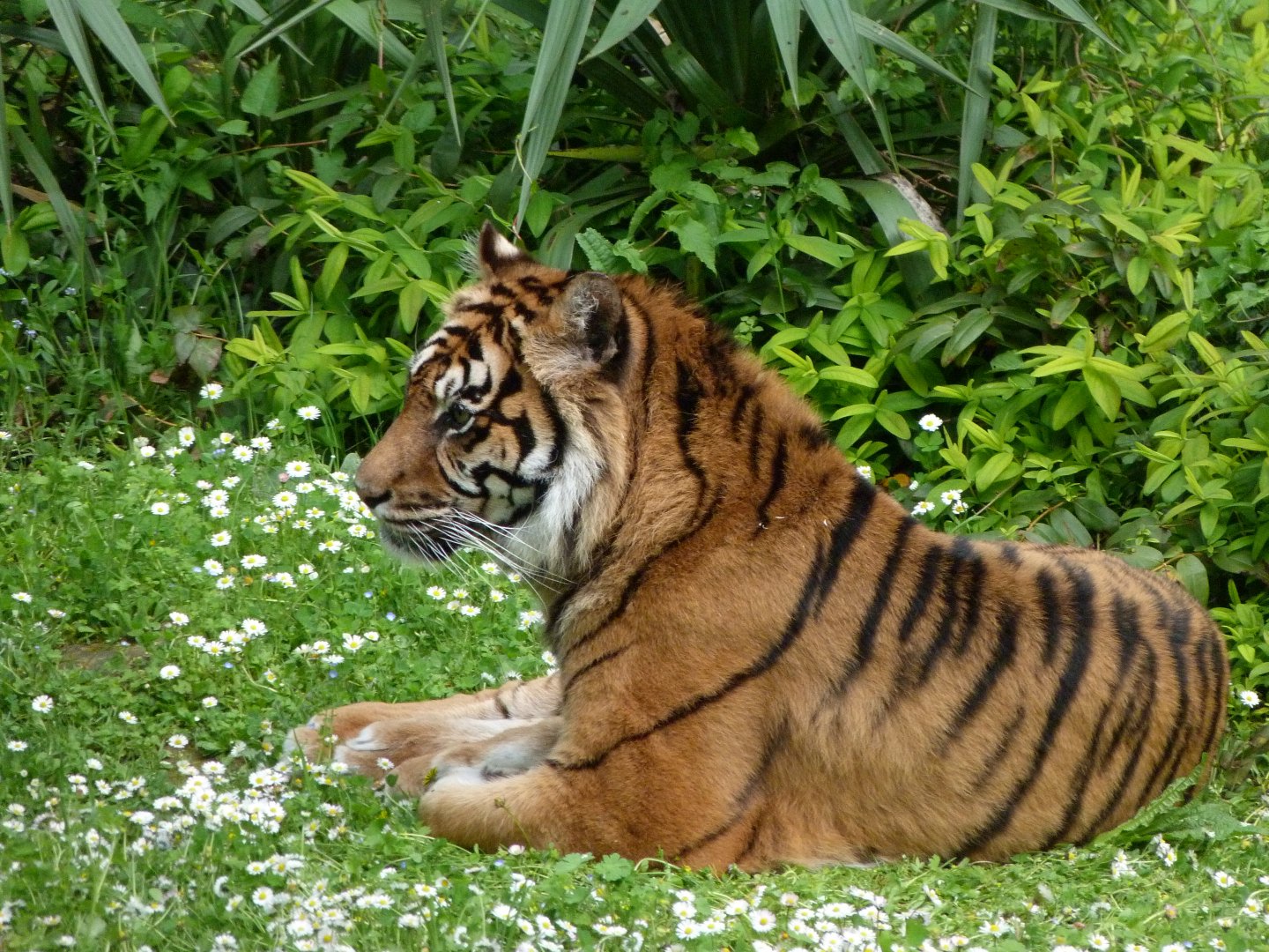 Sumatran tiger -Bioparc de Doué la Fontaine (2025)