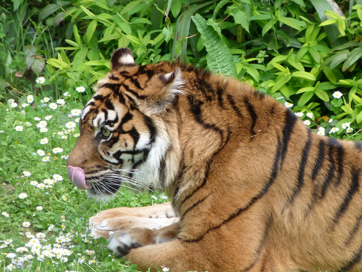 Sumatran tiger -Bioparc de Doué la Fontaine (2025)