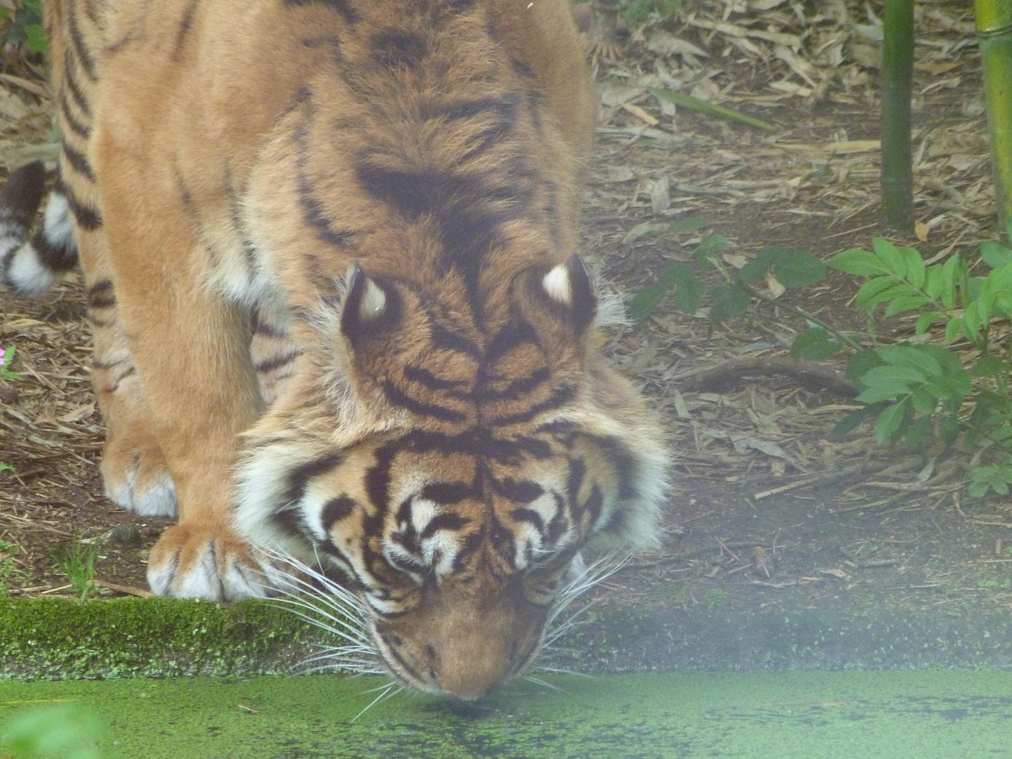 Sumatran tiger -Bioparc de Doué la Fontaine (2025)