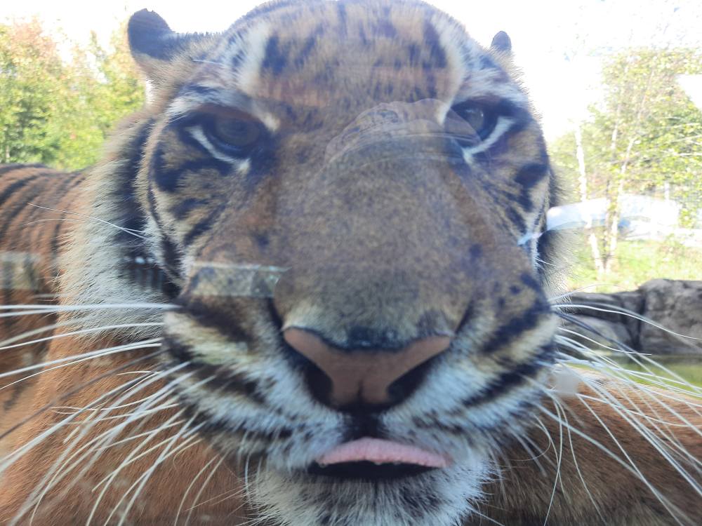 Sumatran Tiger Blep