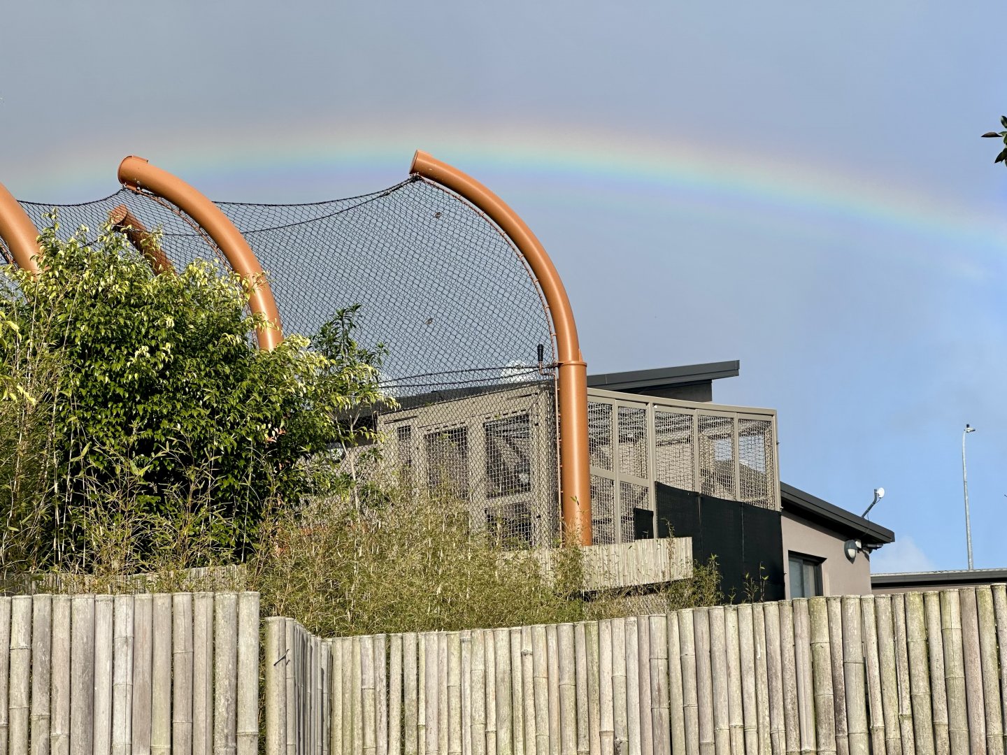 Sumatran Tiger BOH Cages