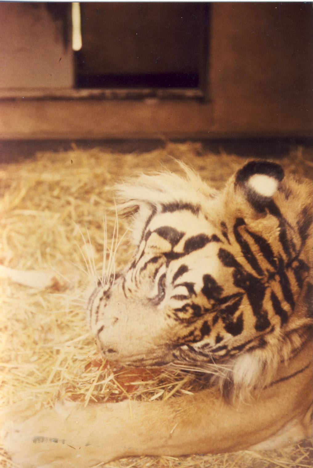 Sumatran Tiger Chester Zoo 11 August 1984
