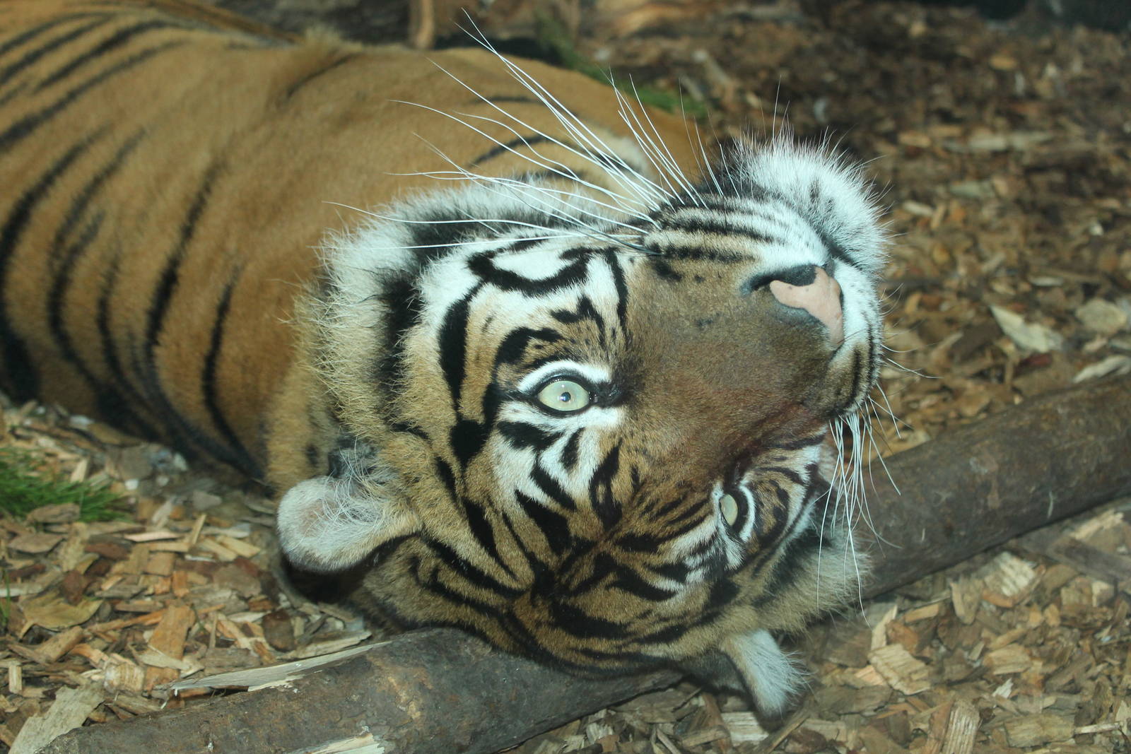 Sumatran Tiger Chester Zoo 2013