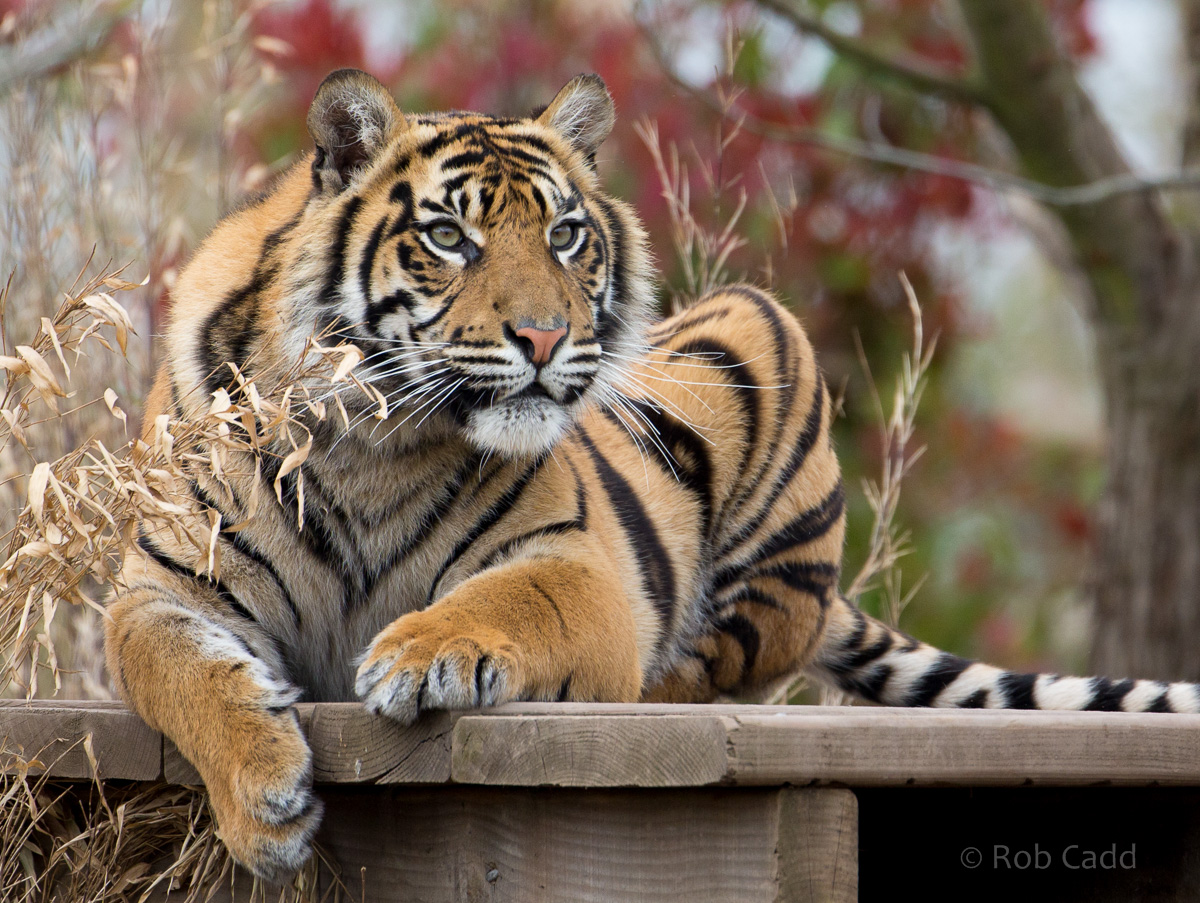 Sumatran tiger : Chester Zoo : 24 Apr 2016
