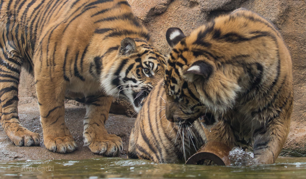Sumatran tiger : Chester Zoo : 24 Apr 2016