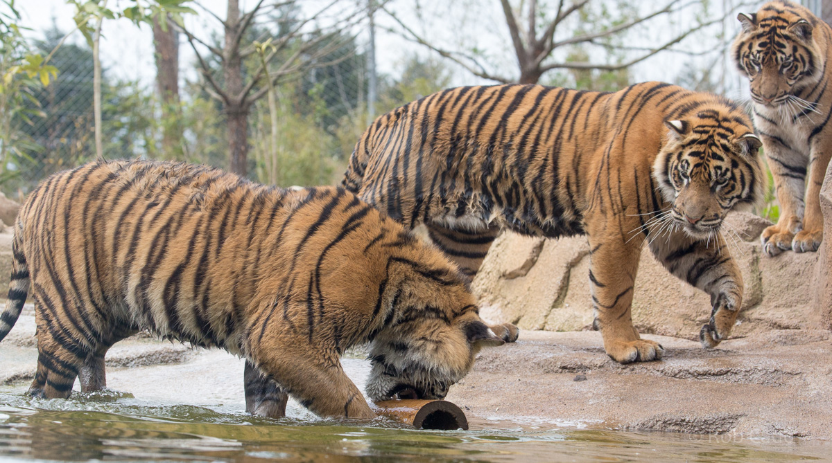 Sumatran tiger : Chester Zoo : 24 Apr 2016
