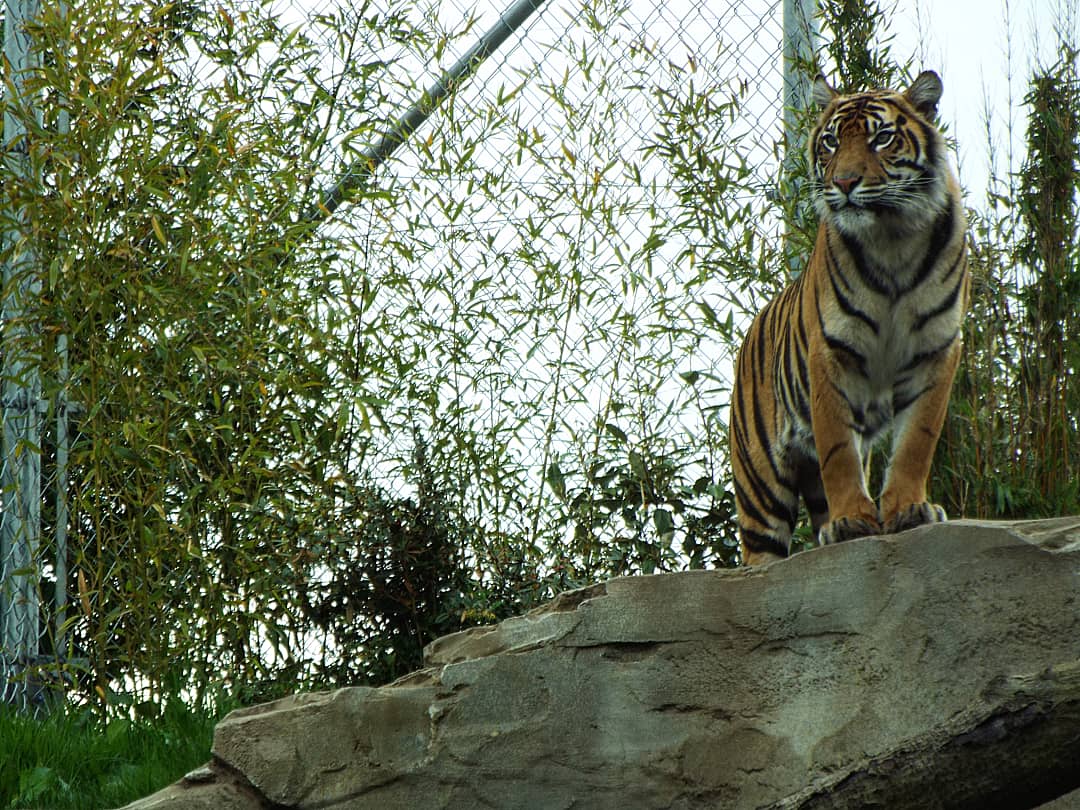 Sumatran Tiger - Chester Zoo