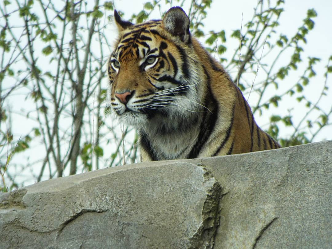 Sumatran Tiger - Chester