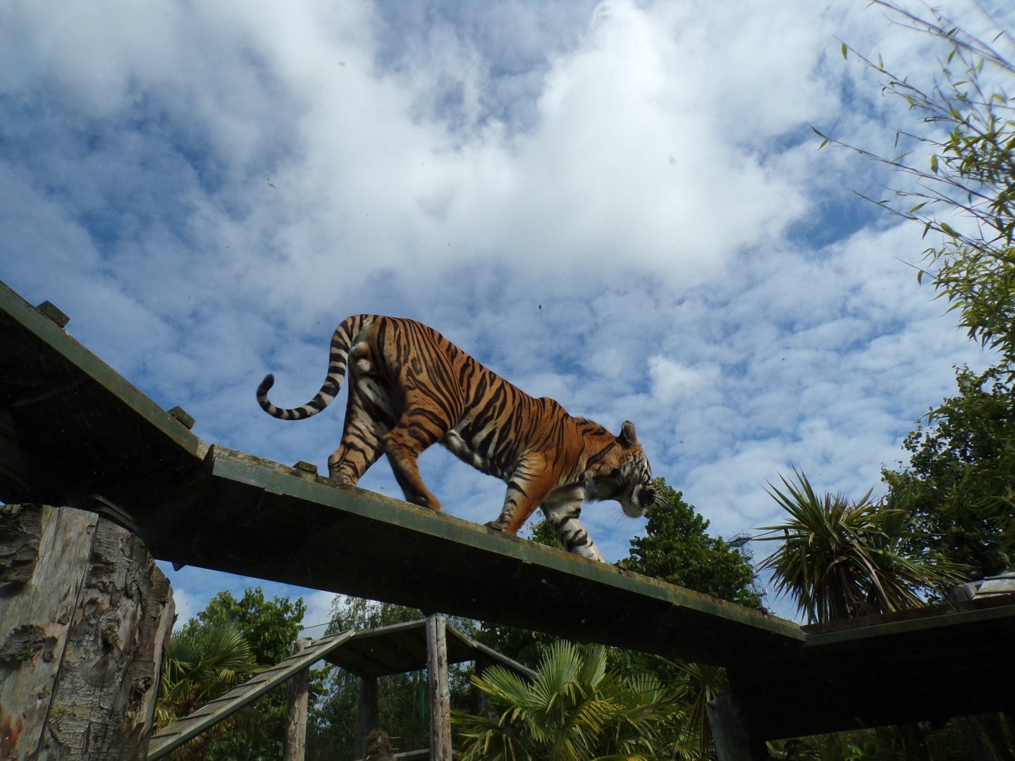Sumatran tiger climbing overhead 19.7.23