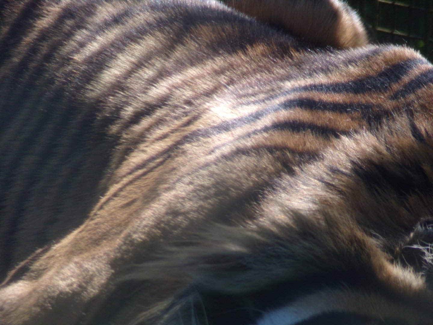Sumatran tiger closeup 20.5.24