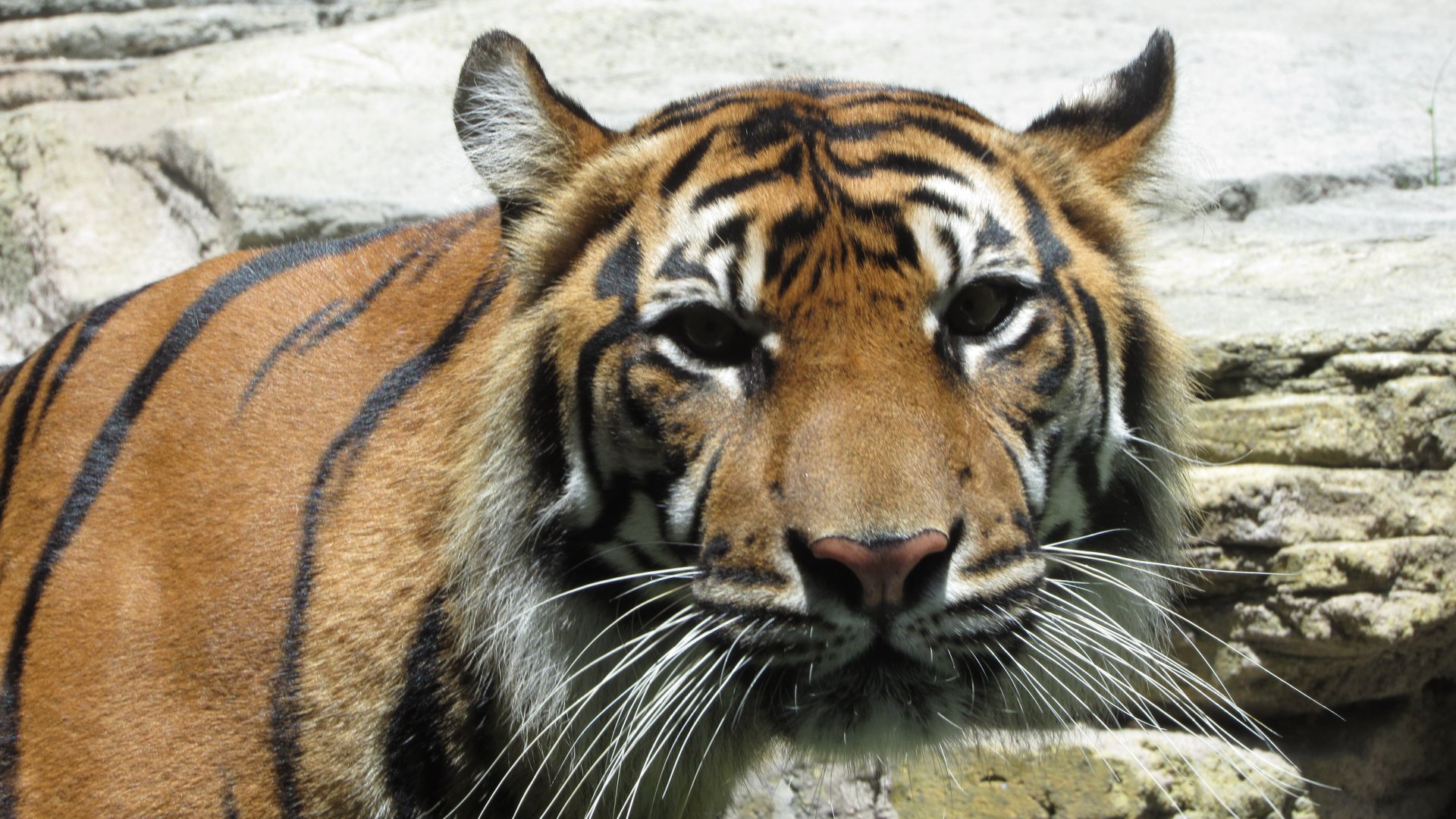 Sumatran Tiger Closeup
