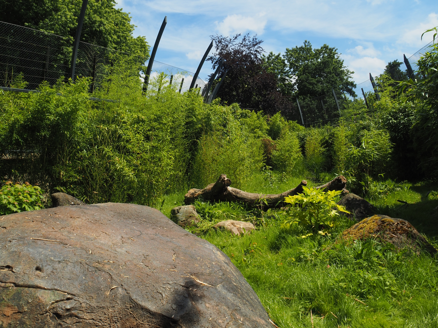 Sumatran tiger creek - First exhibit, 2024-06-30