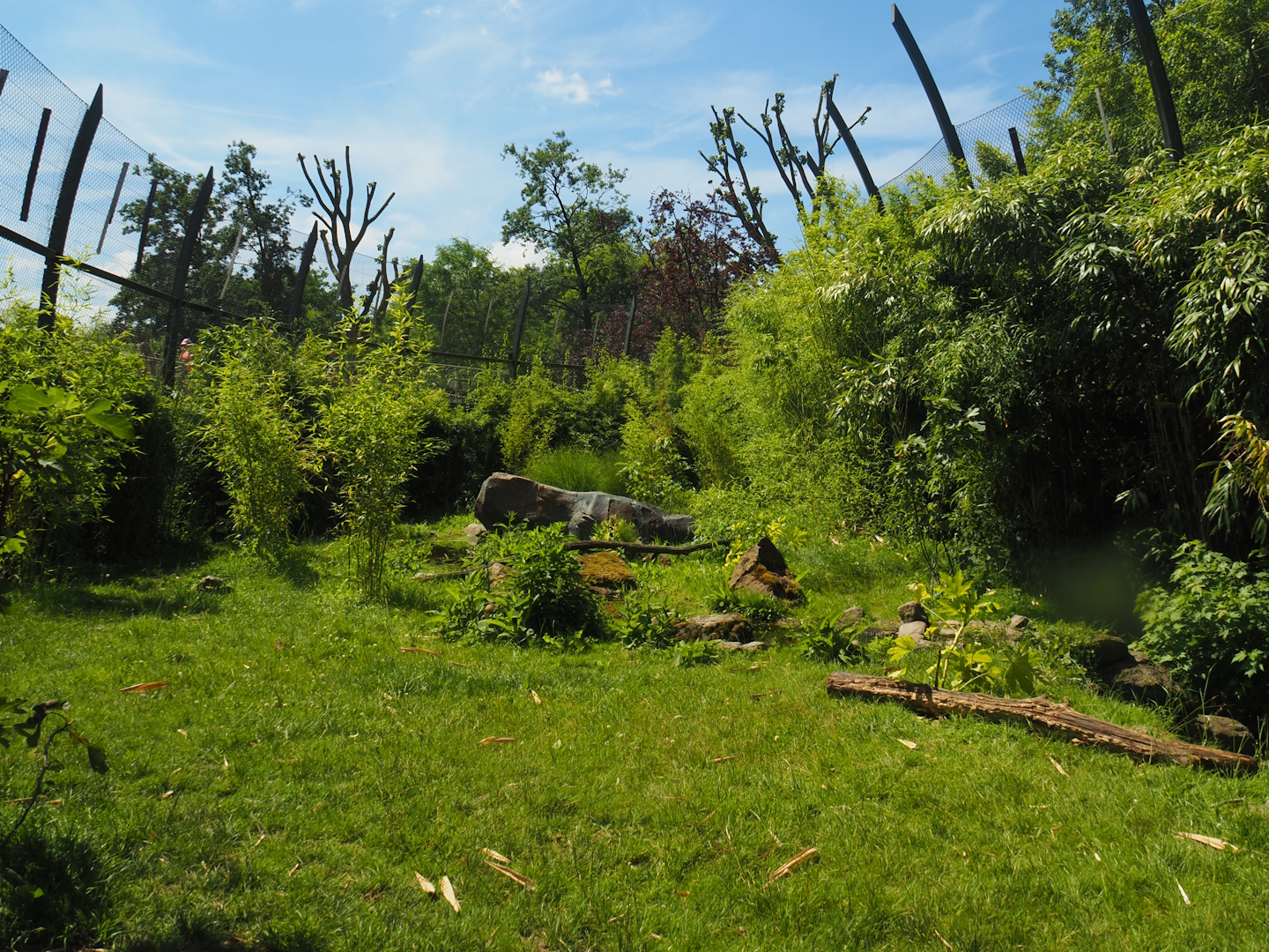 Sumatran tiger creek - Second exhibit, 2024-06-30