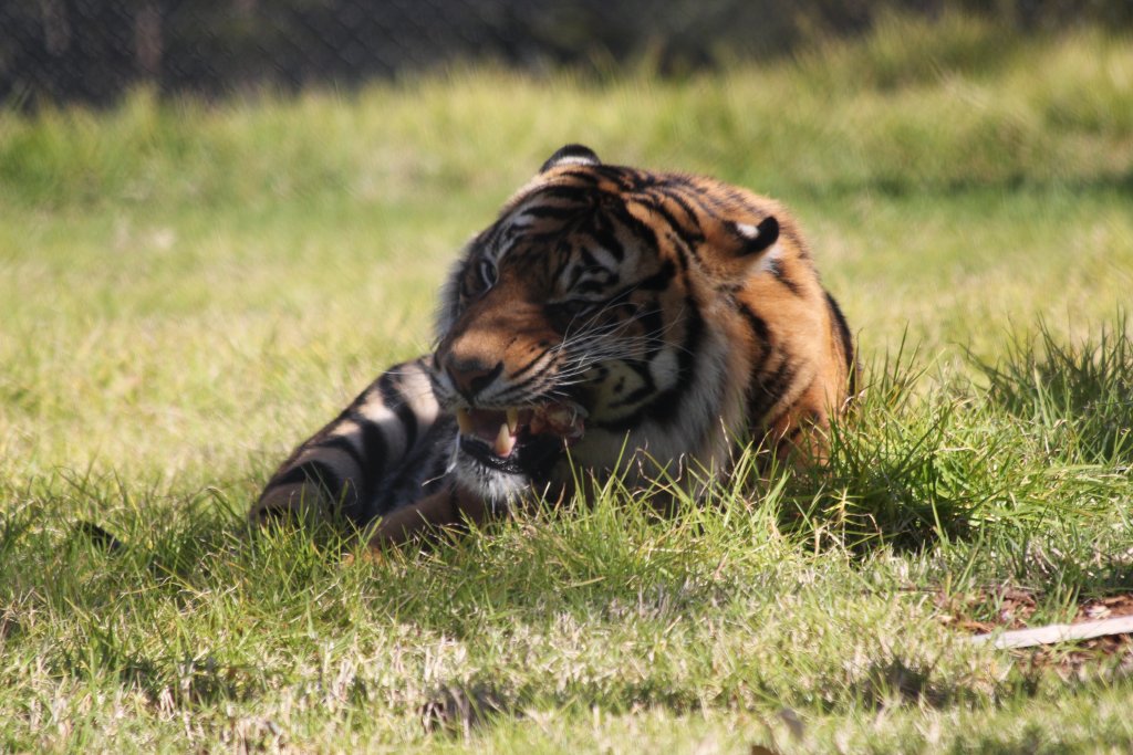 Sumatran Tiger crunching on a bone