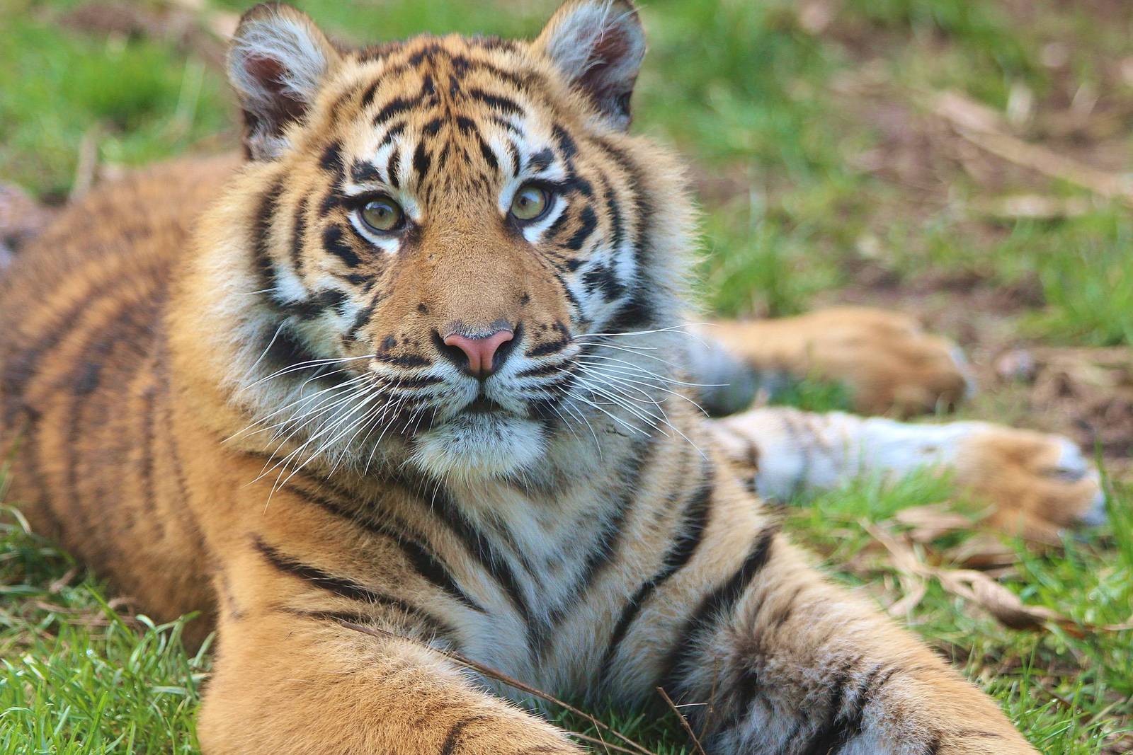 Sumatran Tiger cub - 13 March 2014