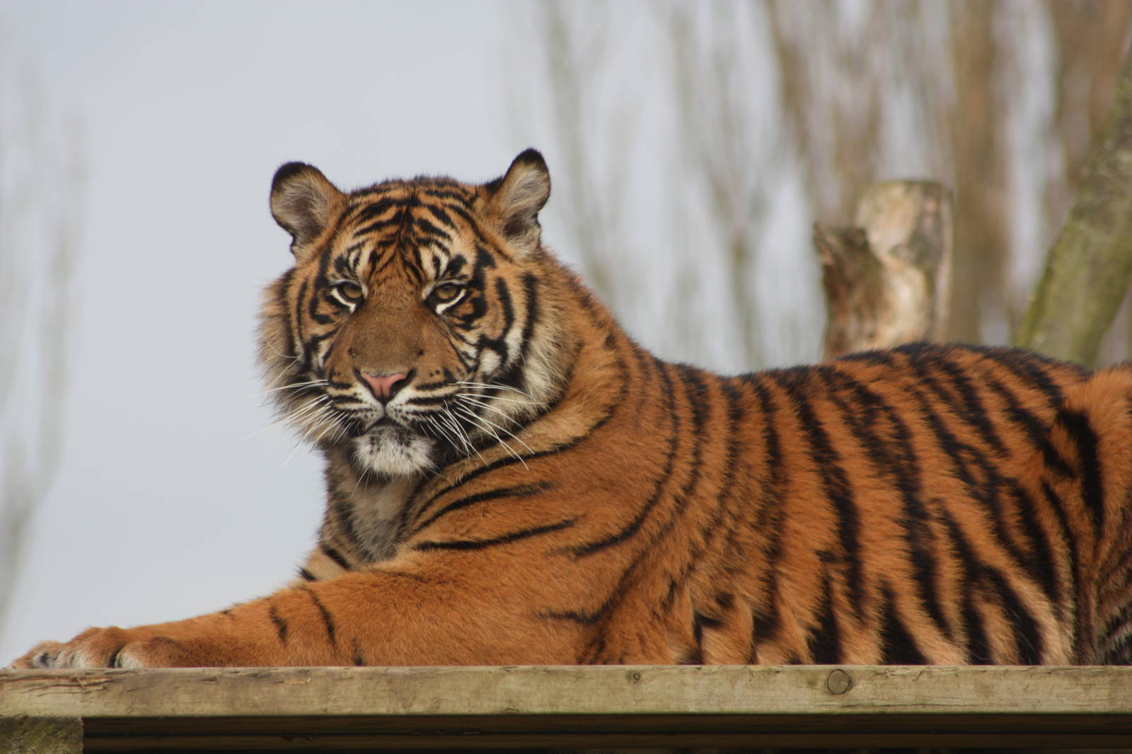 Sumatran Tiger cub, 18th February 2015