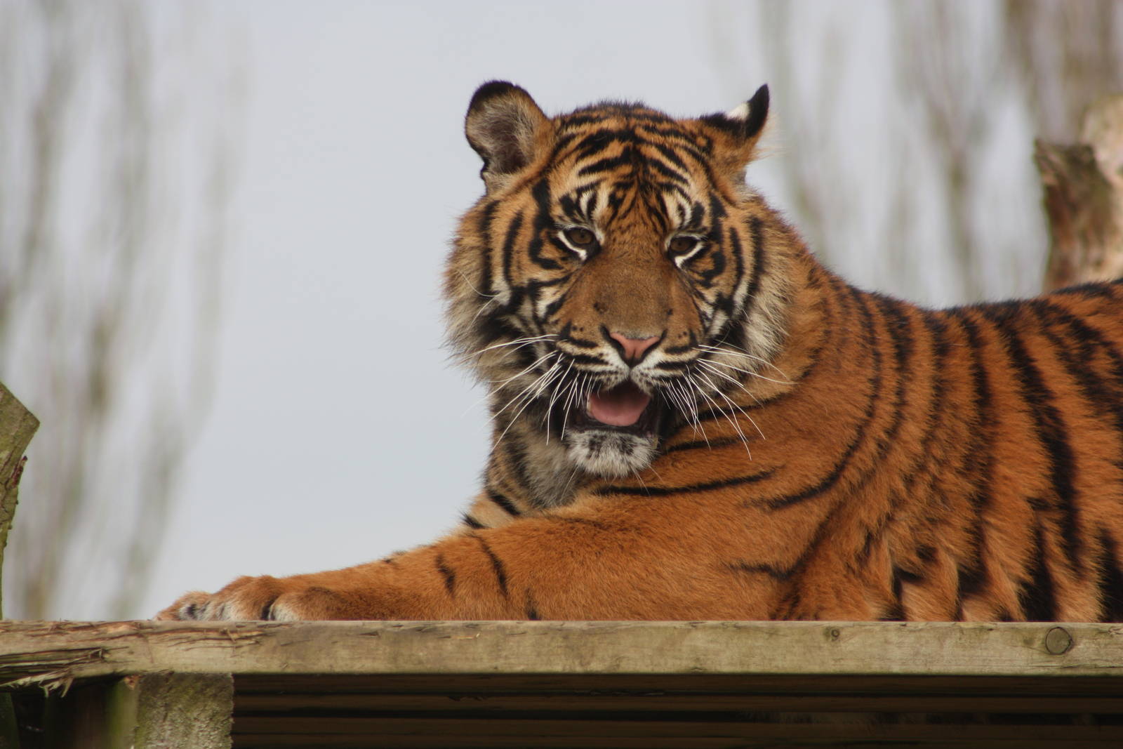 Sumatran Tiger cub, 18th February 2015