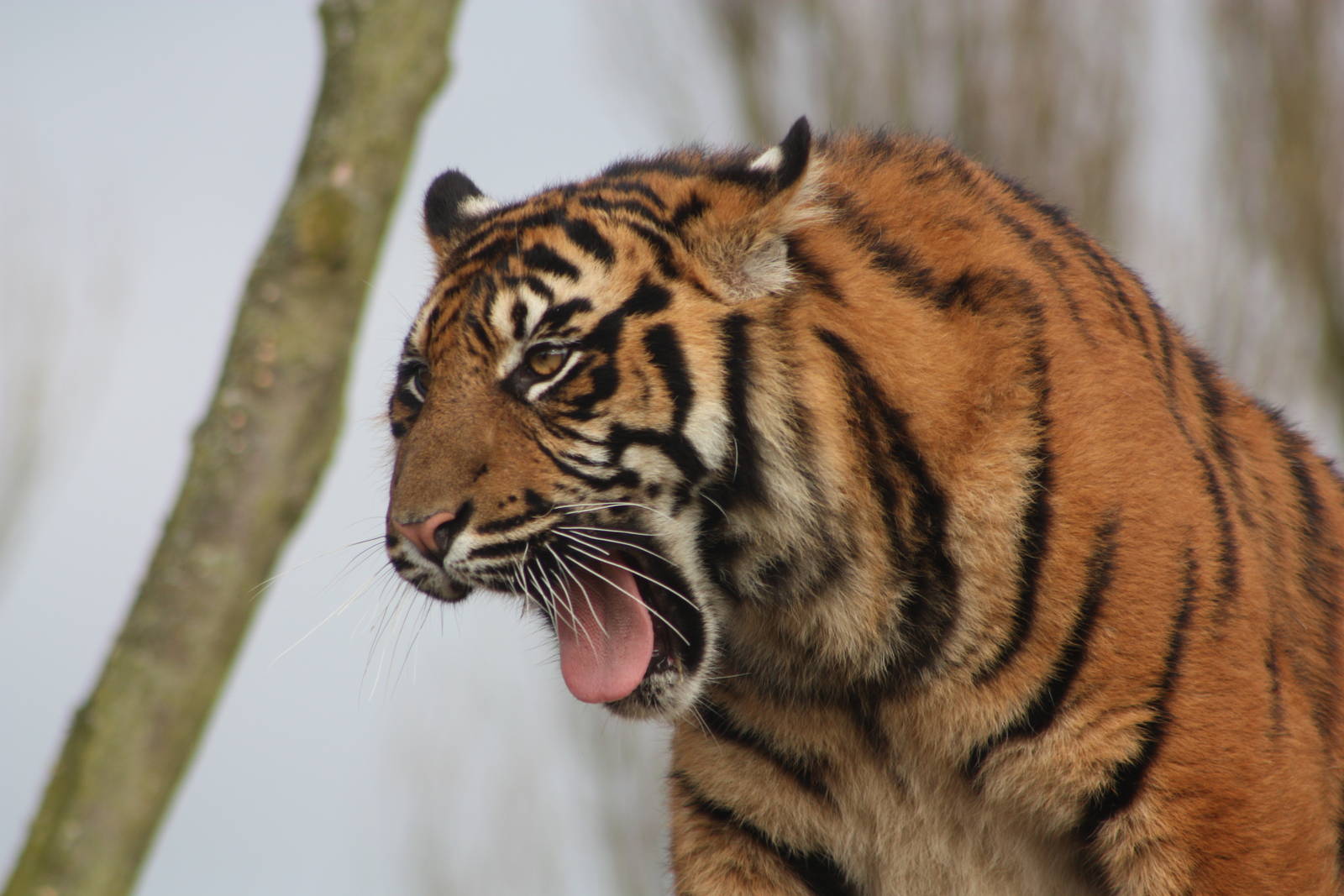Sumatran Tiger cub, 18th February 2015