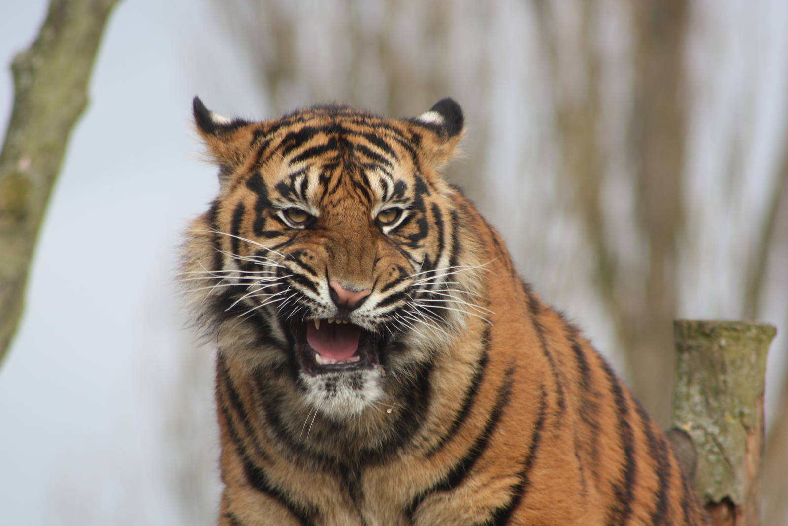 Sumatran Tiger cub, 18th February 2015