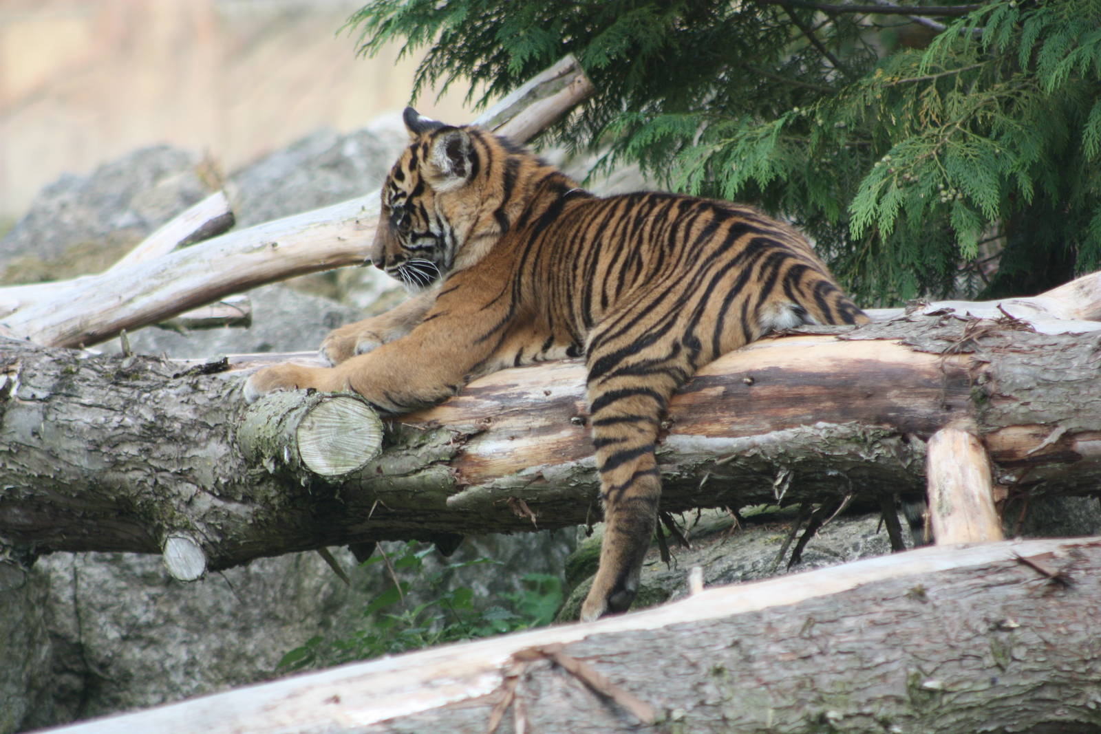 Sumatran Tiger cub, 1st September 2014