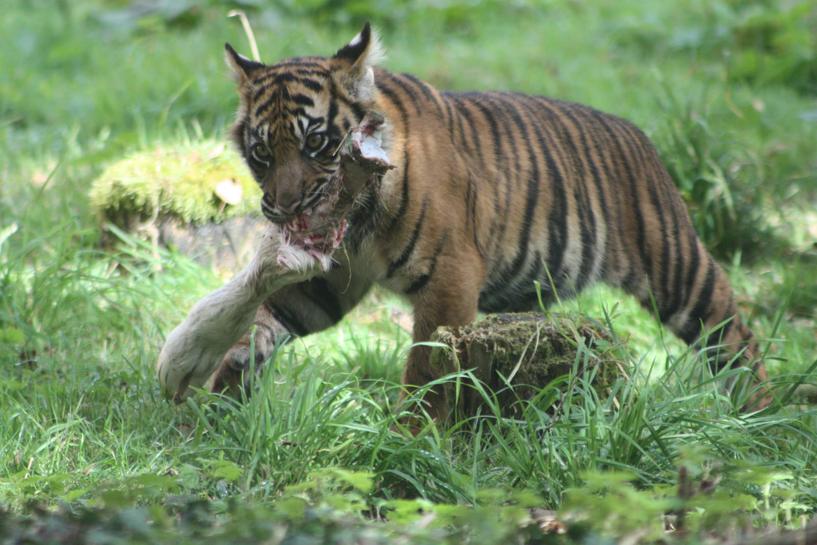 Sumatran Tiger cub, 1st September 2014