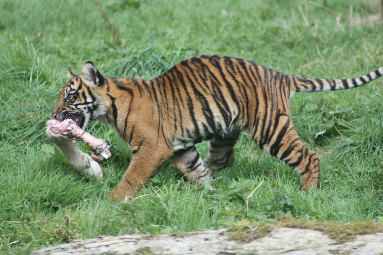 Sumatran Tiger cub, 1st September 2014