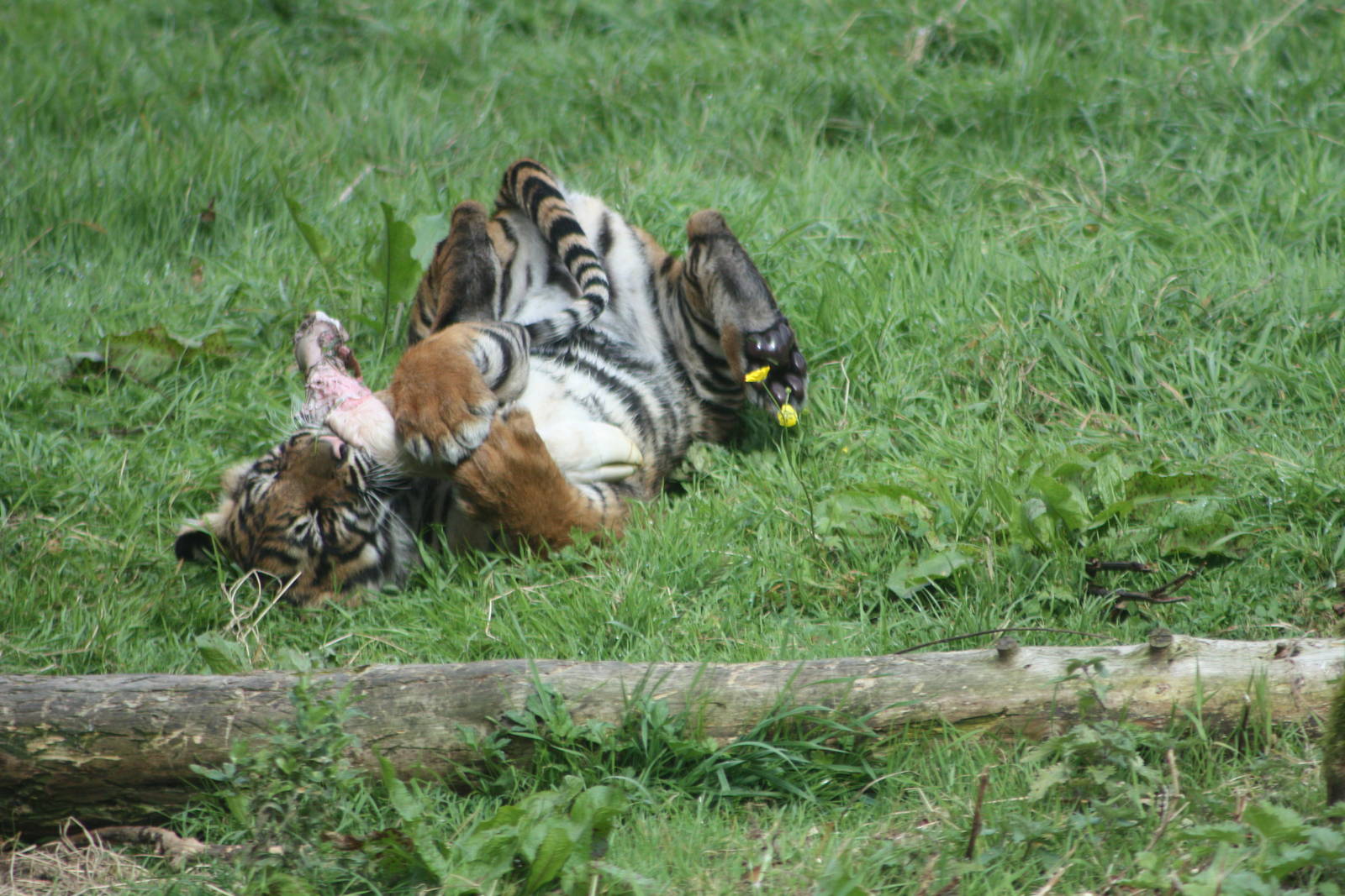 Sumatran Tiger cub, 1st September 2014