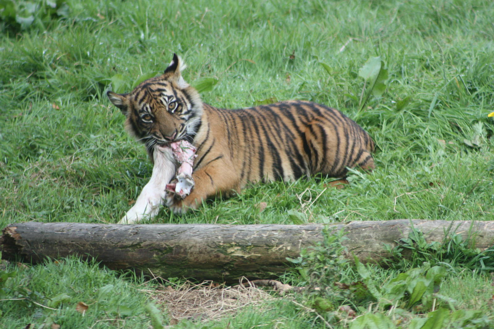 Sumatran Tiger cub, 1st September 2014